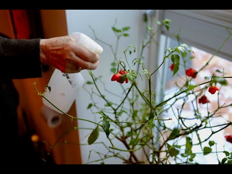 Video: Helbredende planter: 3 sikre og effektive måder at bruge planter som medicin