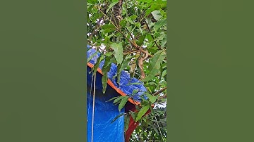 Giật Con hugo văng 20 mét #shots #fish #caucathugian #cauca #fishing