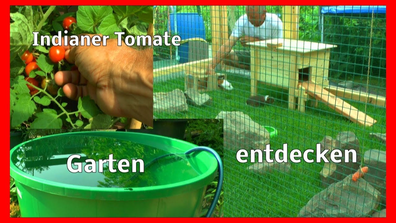 Aus Dem Kleinen Garten Neue Wassertonnen Physalis Reif Meeris