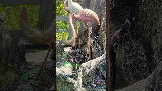 Watch many Dragon Snakes 🐍 asleep in the Zoo with surprising #snake #animals #shorts