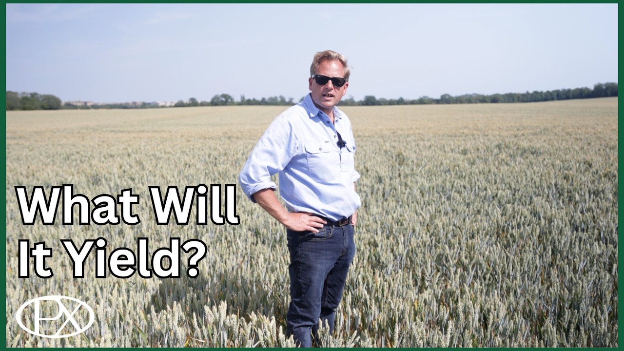 The Final Days Before Harvest, Walking the Crops and the Damage Being Done to Our Land