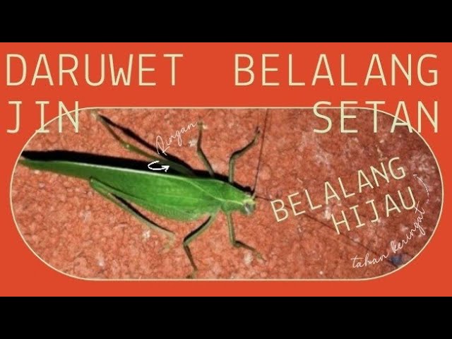 Daruwet Jin, Belalang Setan, Belalang Hijau  | - 145 class=