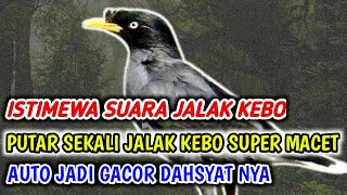 Jalak Kebo Super Macet, Paling Ampuh Cepat Nyaut Dengar Suara Istimewa Jalak Kebo Gacor