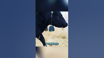 Virtual Fencing for Animals Explained