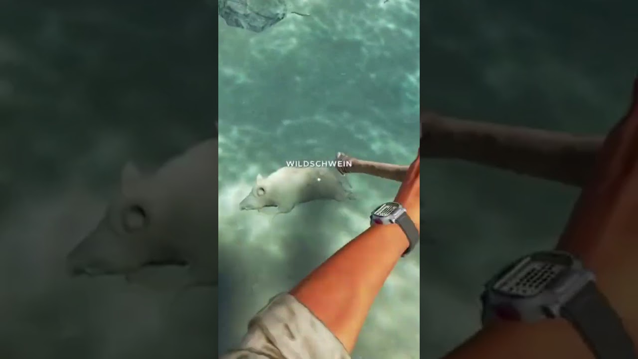 running pig under water 