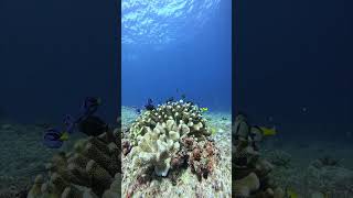 Peaceful Coral Reef | Relaxing Ocean Sounds 🌊 | Man in the Sea”