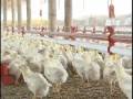 Avicorvi S.A. Equipos para avicultura / Poultry Equipment