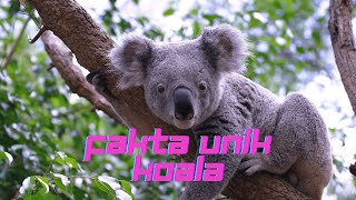 Kenalan dengan Koala, INI 10 FAKTANYA!