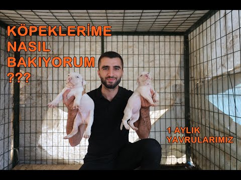 Video: Kedi neden pençelerini yüzüme koydu?