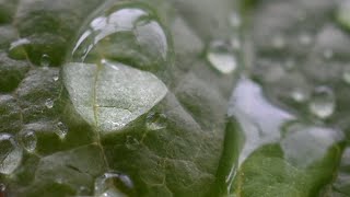 Like water I flow/Water is life (NTD Original)