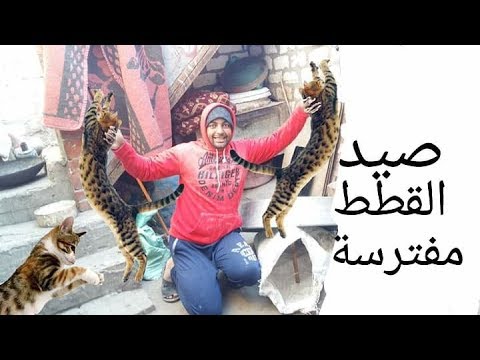 فيديو: كيف تصطاد وماذا تفعل مع القطط الضالة (الوحشية)