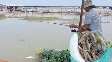 Câu cá tra sông,tiếp tục Câu bè ngày tết | vui miền tây vlog