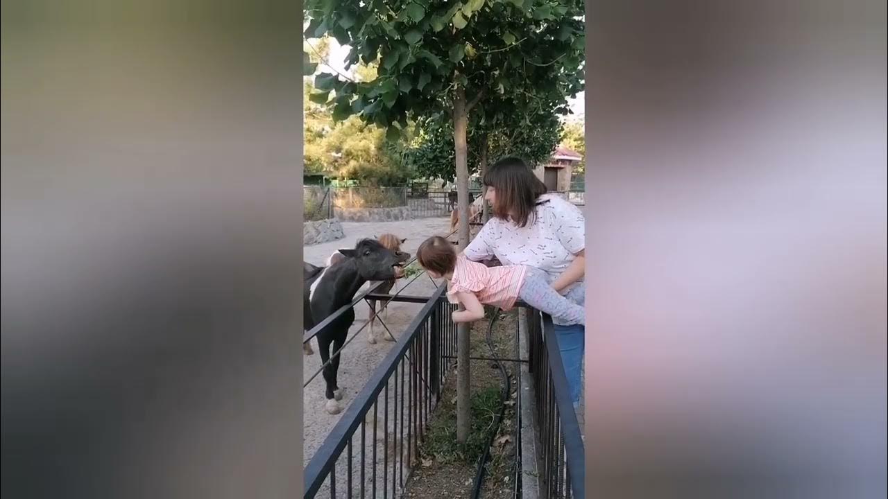 в тайгане тигр откусил палец ребенку. парк тайган крым. парк тайган откусили палец. парк тигров в крыму тайган. парк львов тайган тигр откусил палец ребенку.