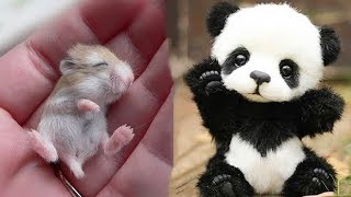 Cute baby animals Videos Compilation cute moment of the animals - Cutest Animals #6