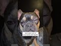 When Vision Changes, Confidence Drops — Support Your Dog Naturally