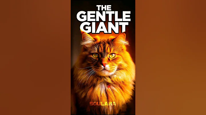 Video 11253501: mains coon cat mainecoon, mainecoon cats catlover, maine coon cat gentle, giant maine coon cat, beautiful maine coon cat, cat breed