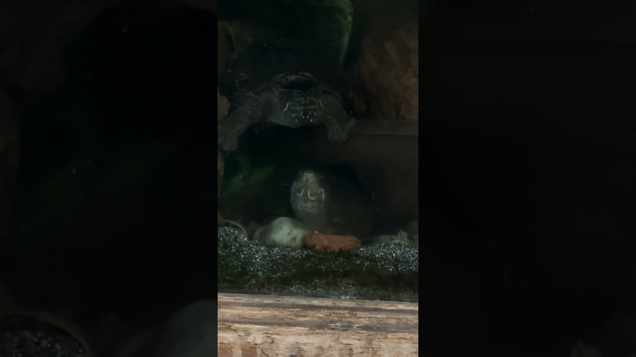 Musk turtles mating behavior maybe 🤔