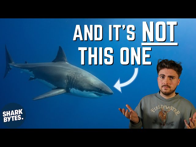 Top 3 Sharks That Attack Humans