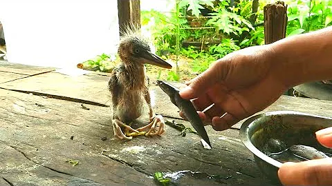 Heron Day_01 🐣 Baby gray heron feeding 🦩