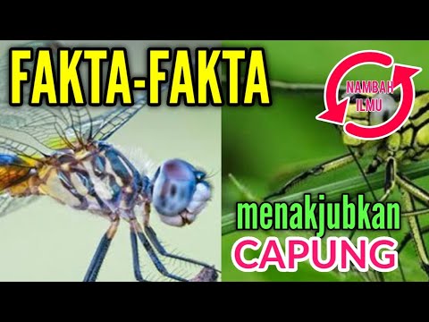 FAKTA-FAKTA MENAKJUBKAN TENTANG CAPUNG