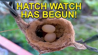 Sapphire's Eggs of Her Second Clutch Are About to Hatch! by Hummingbird Spot 23,505 views 3 weeks ago 1 minute, 50 seconds