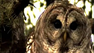 Caronte - Navajo Calling