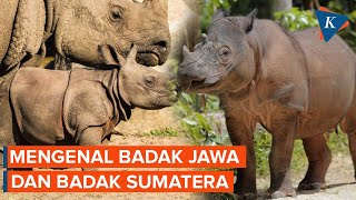 Fakta soal Badak Jawa dan Badak Sumatera