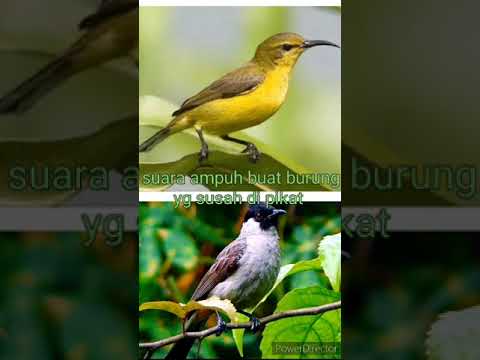 Suara Pikat Burung Sogon dan kutilang Ribut Ampuh Buat Mikat burung Yg susah turun