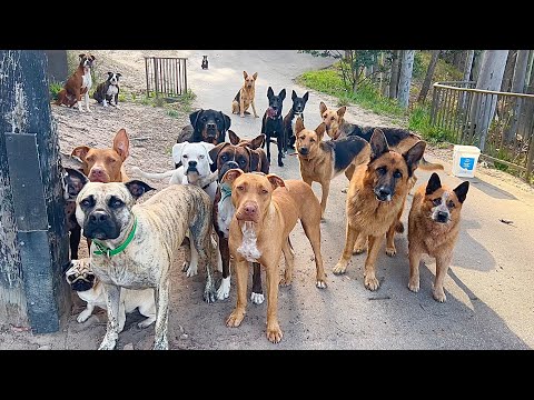 Delicious salmon treat for lots of Adopted Rescue Dogs