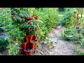 Mid-Summer Container Gardening, Refreshing My Vertical Pots,  Tiny Tim Tomatoes, Planting Some Seeds