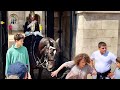 Unforgettable royal horse mishap tourists close encounter takes a surprising turn