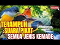 SUARA PIKAT SEMUA JENIS BURUNG KEMADE RIBUT TERAMPUH