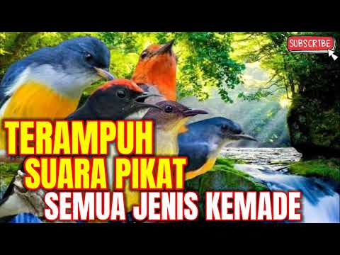 SUARA PIKAT BURUNG KECIL SOGOK ONTONG KOMBINASI KEMADE/CABE\"AN MENANG BANYAK