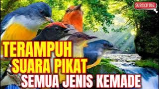 SUARA PIKAT SEMUA JENIS BURUNG KEMADE RIBUT TERAMPUH