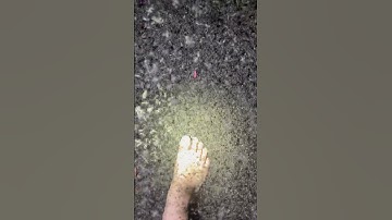 Thumbnail of A few mosquitoes in the Everglades #everglades#bugs#florida#youtubeshorts#wildlife