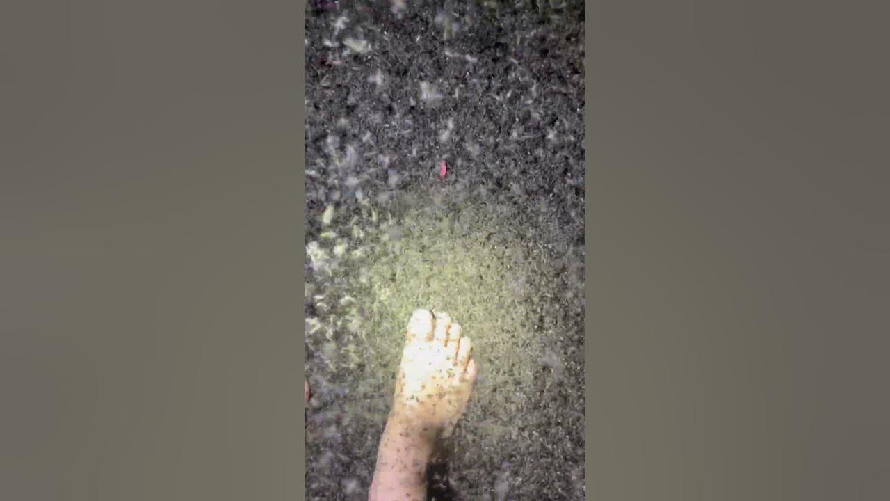 A few mosquitoes in the Everglades #everglades#bugs#florida#youtubeshorts#wildlife
