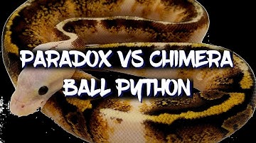 Paradox and Chimera genetic Anomalies in Ball Pythons