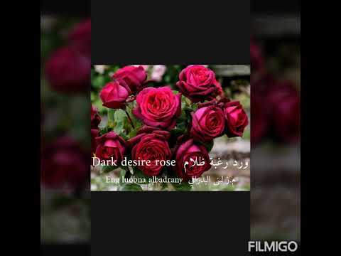 ورد رغبة ظلام   