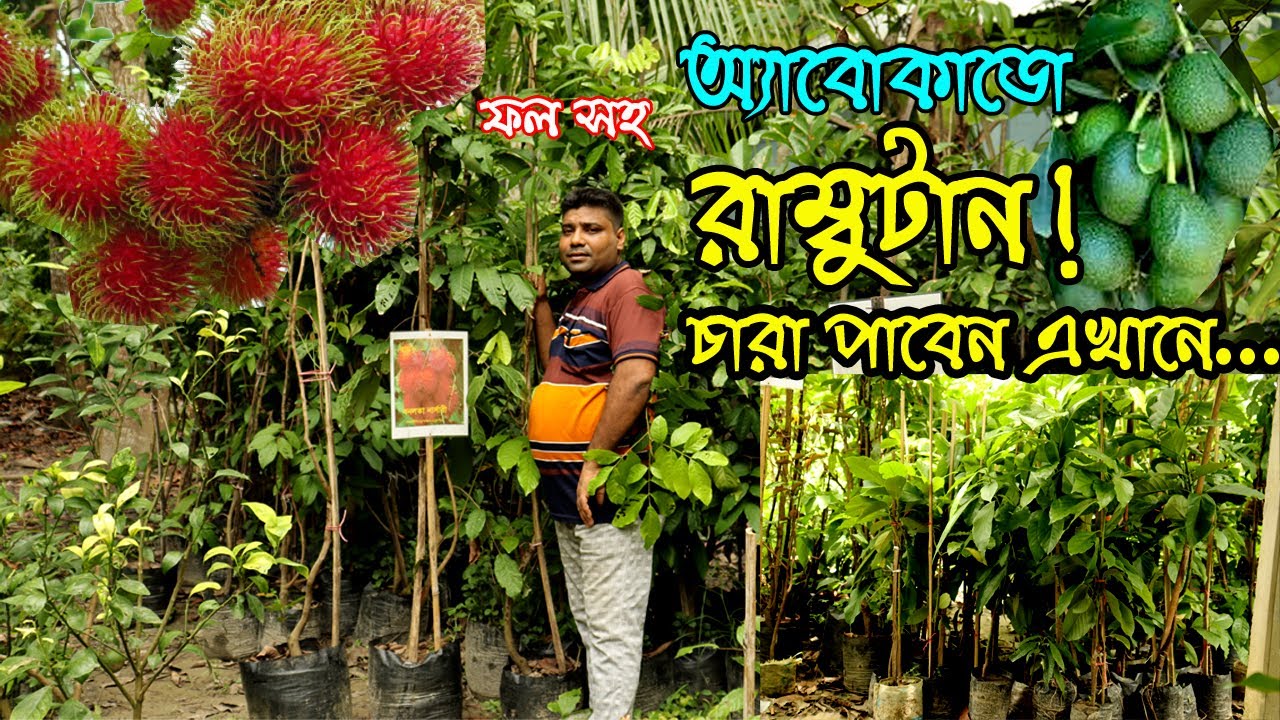বনলতা নার্সারী তে পাবেন রাম্বুটান ও অ্যাবোকাডো চারা | উদ্যোক্তার খোঁজে