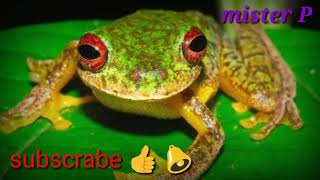 Download Mp3 backsound suara katak Gudang lagu Download Mp3 backsound suara katak