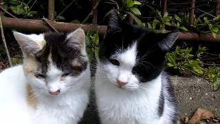 公園で野良子猫の兄弟を発見、近寄って撮影していたら。。。