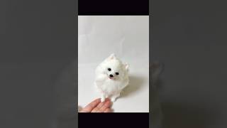 出品中】ポメラニアン ホワイト #needlefelting #羊毛フェルト #白ポメ