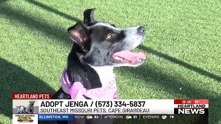 Heartland Pets feat. Jenga on 6/5