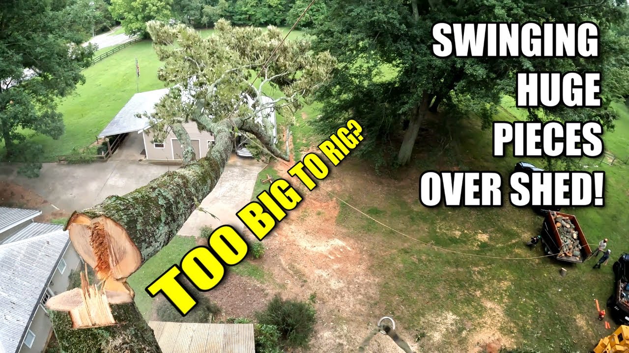 Super Leaning Red Oak! Rigging Huge Pieces Over Shed! - YouTube