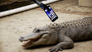 What Happens If An Alligator Bites An Iphone 7?