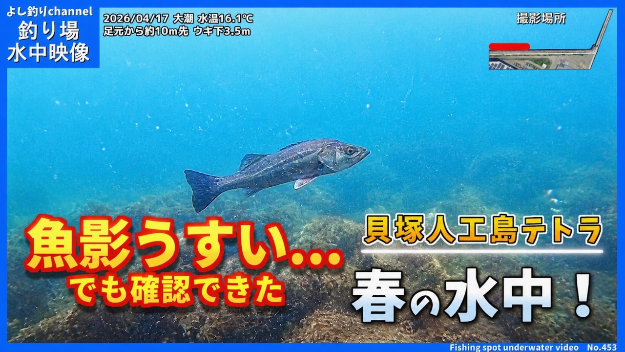 魚影は薄め…それでも確認できた魚たち｜貝塚人工島テトラ 2026年4月