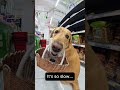 The dog bee can actually go market to buy ice cream for BOSS🐝⚽ #viral #viralshorts #viralvideo #dogs
