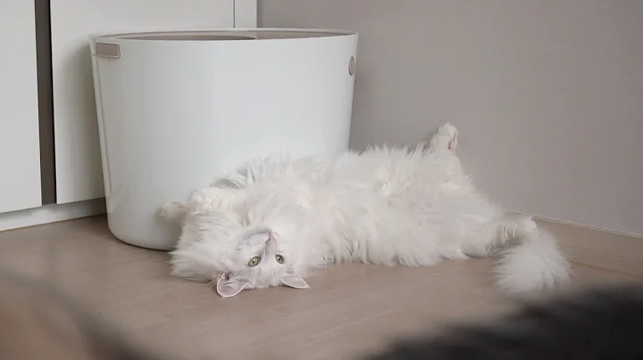 Video 1050891: tabby white norwegian forest, white norwegian forest cat, norwegianforestcat cat, blue tabby white, cat food