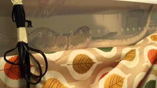 Ball Pythons Courting