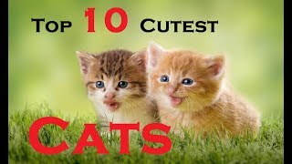 Top 10 Cutest Cat Breeds In The World | 10 Most Beautiful Cats |